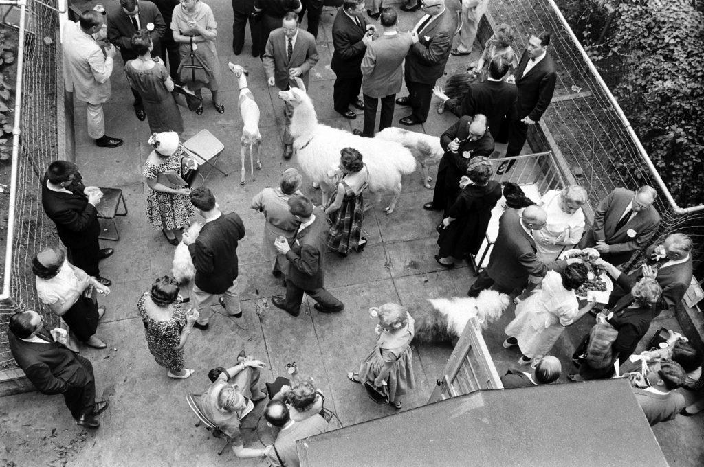 Kangaroo and Llama Party 1959