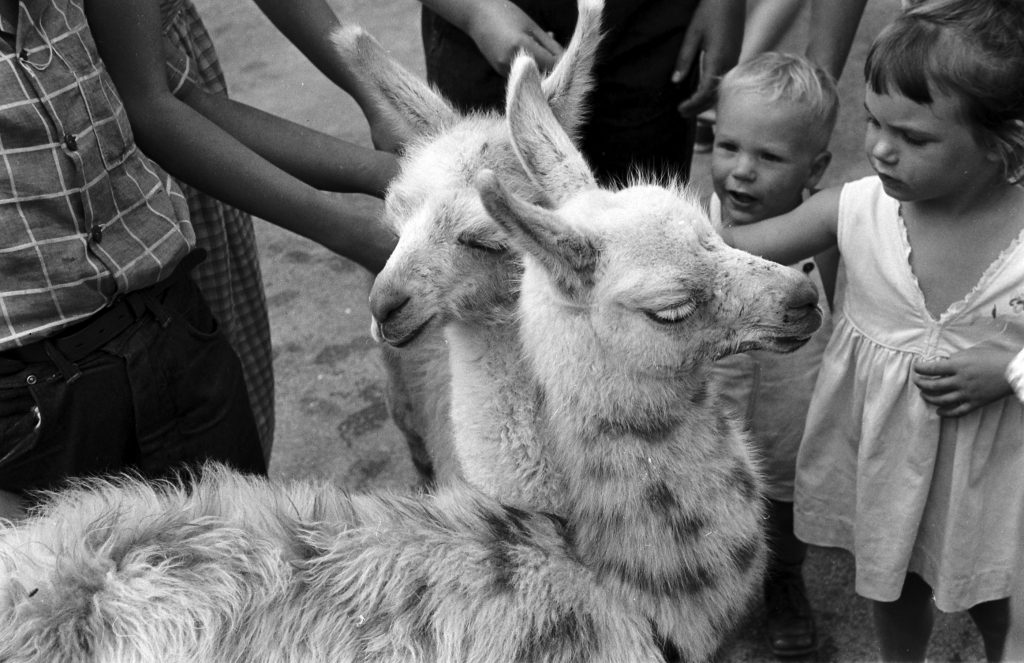 Baby llamas at the Brookfield Children's Zoo in Chicago, 1953.