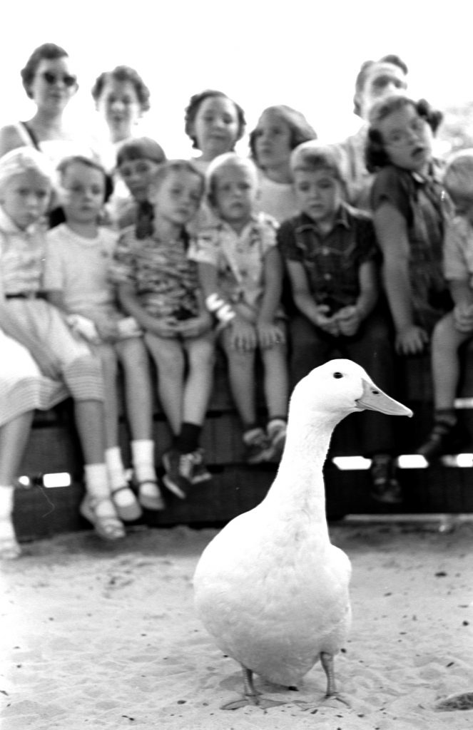 From "Zoo's babies get overdoes of love" at the Brookfield Children's Zoo in Chicago, 1953.