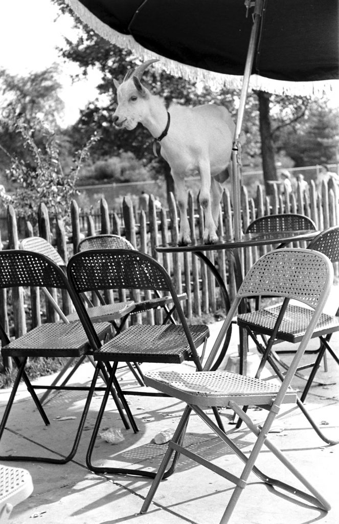 From "Zoo's babies get overdoes of love" at the Brookfield Children's Zoo in Chicago, 1953.