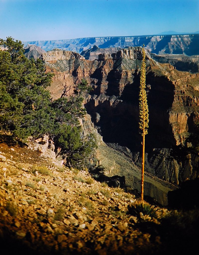 Grand Canyon National Park in color, 1947.