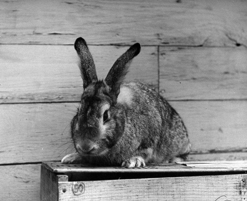 Long Island Rabbit Breeders Association Rabbit show, circa 1943.