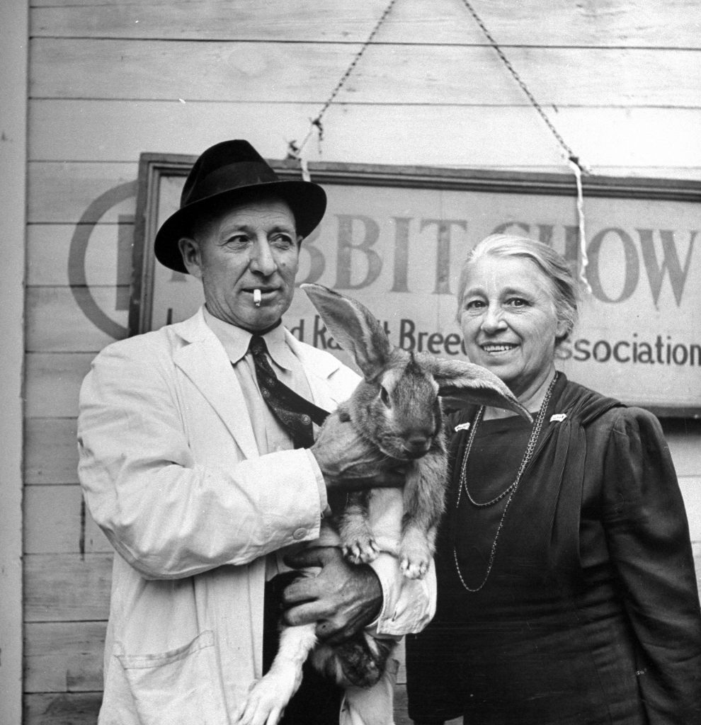 Long Island Rabbit Breeders Association Rabbit show, circa 1943.