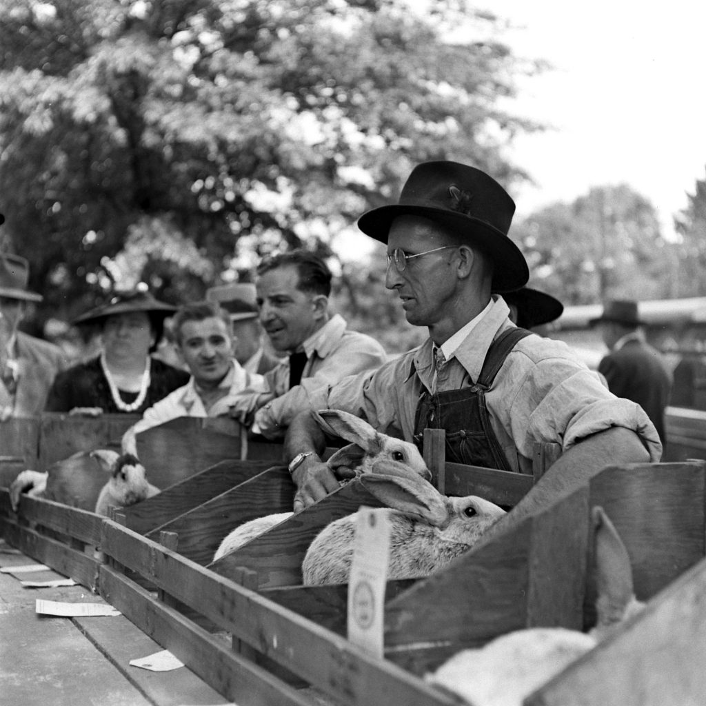 Long Island Rabbit Breeders Association Rabbit show, circa 1943.