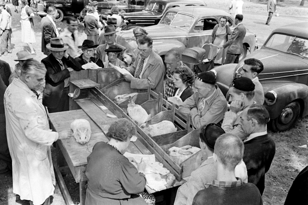 Long Island Rabbit Breeders Association Rabbit show, circa 1943.