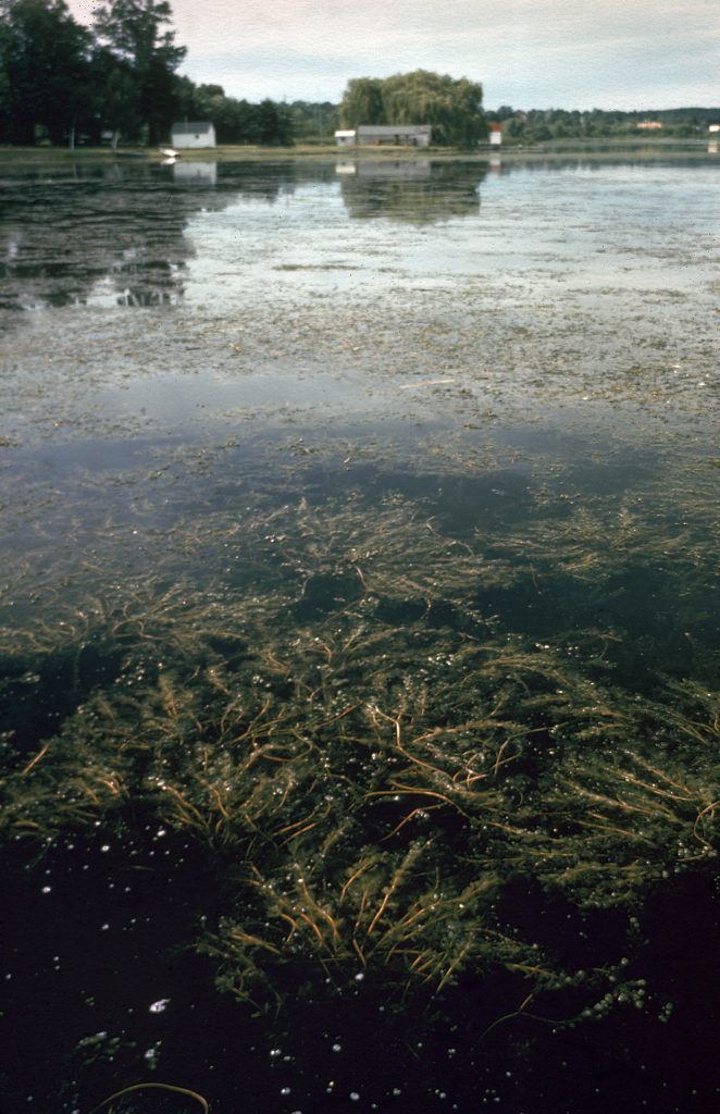 Color photos of pollution in the Great Lakes in 1968.