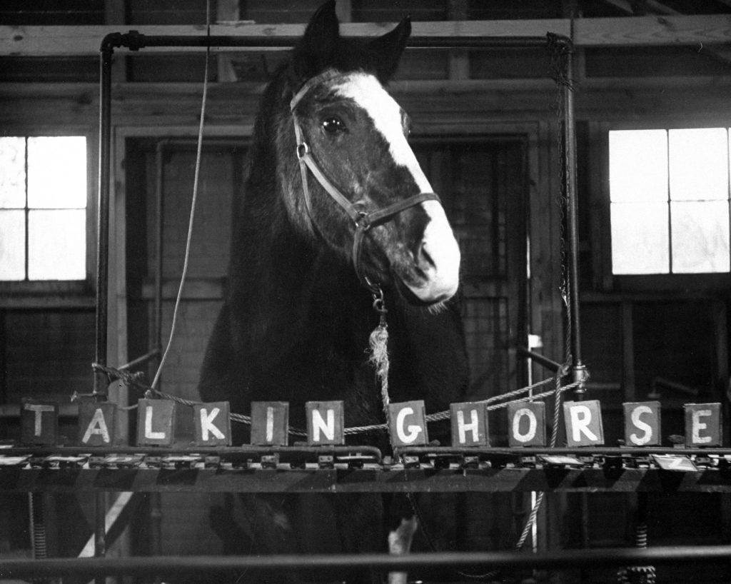 "Lady Wonder," a clairvoyant 27 year old talking horse, can count and spell its name by tipping over lettered panels, 1952.