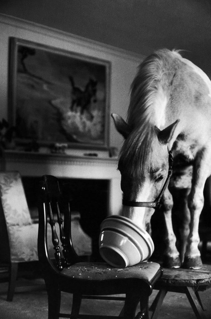 "Misty of Chincoteague" wild horse at farewell party before returning home to Chincoteague Island, 1957.