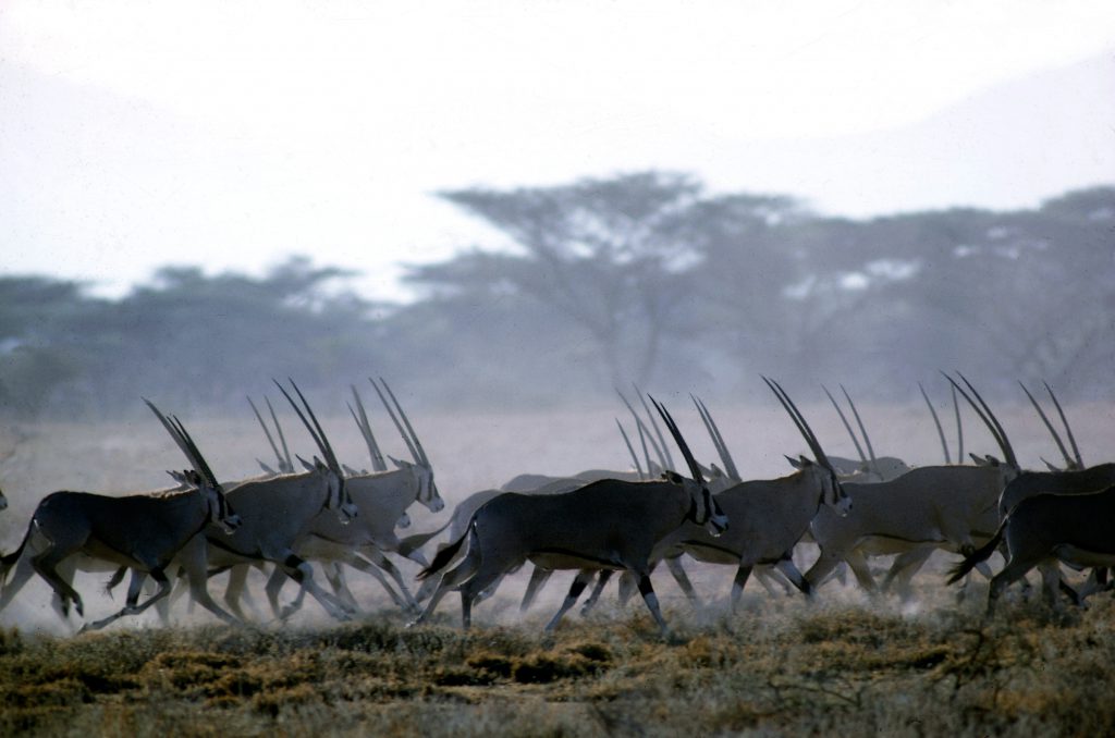 John Dominis African antelopes, 1969.