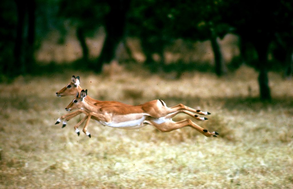 John Dominis African antelopes, 1969.