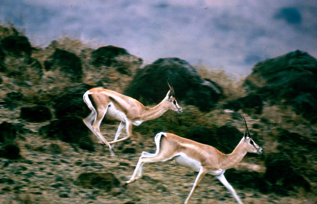 John Dominis African antelopes, 1969.