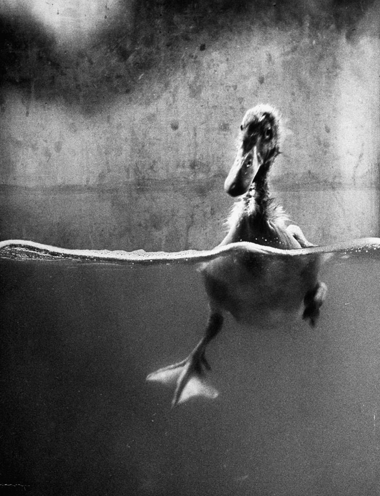 Underfed duck struggling in detergent, as part of an experiment that deficiency in an essential dietary component. (Photo by Al Fenn/The LIFE Picture Collection © Meredith Corporation)