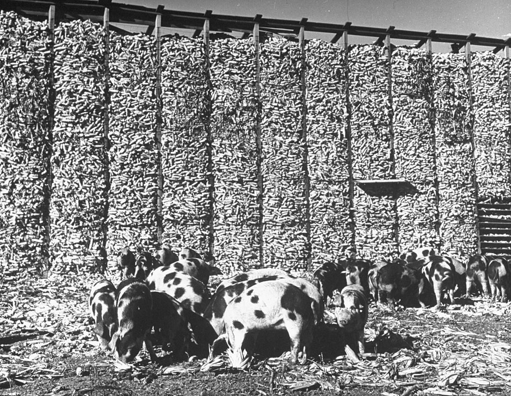 Pigs eating corn that has fallen from the huge crib. (Photo by Wallace Kirkland/The LIFE Picture Collection © Meredith Corporation)