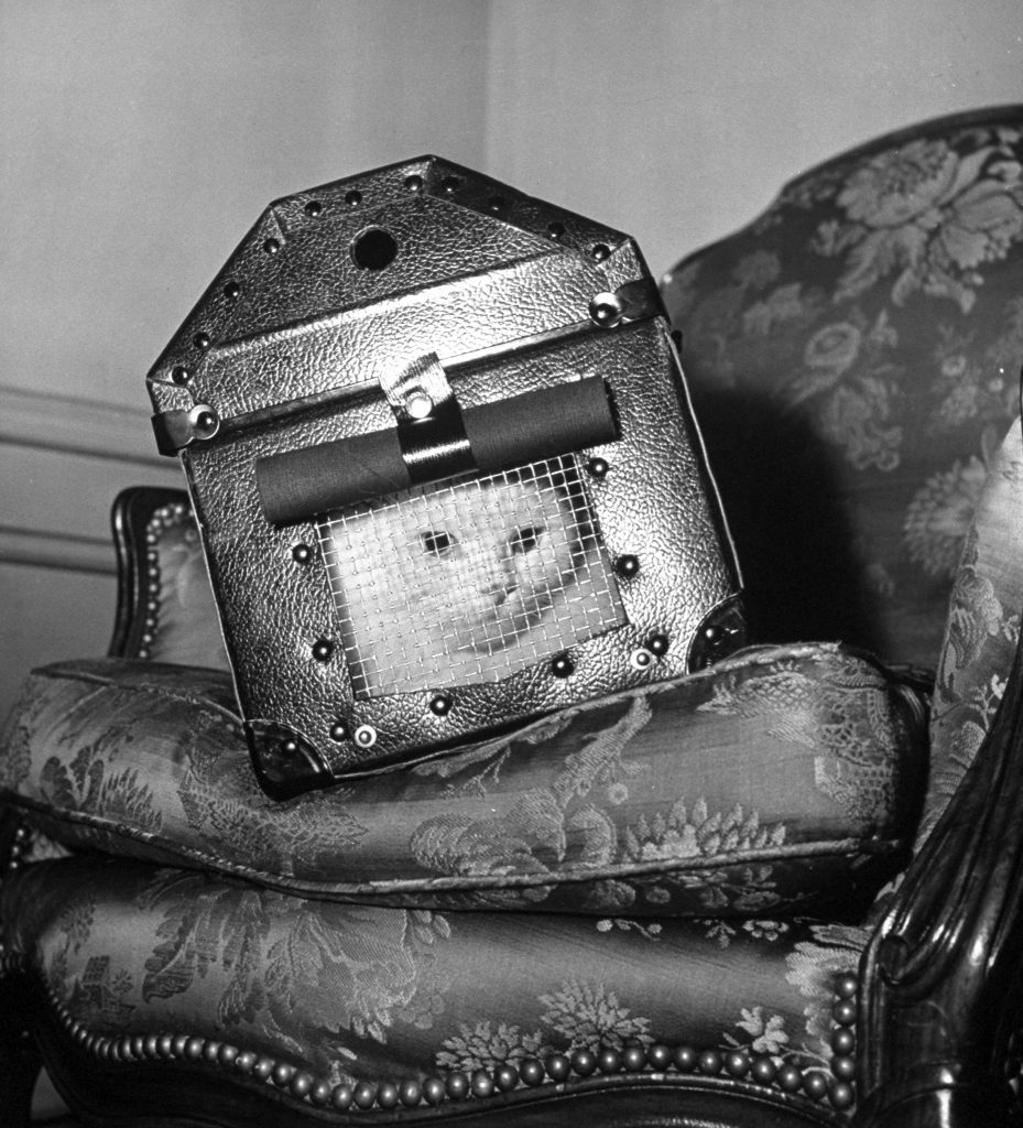 A cat in a carrier during an air raid, 1941.