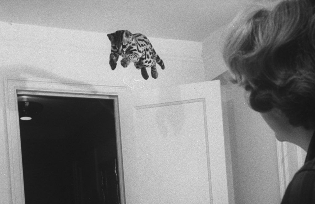 Montezuma the margay in New York apartment, 1961.