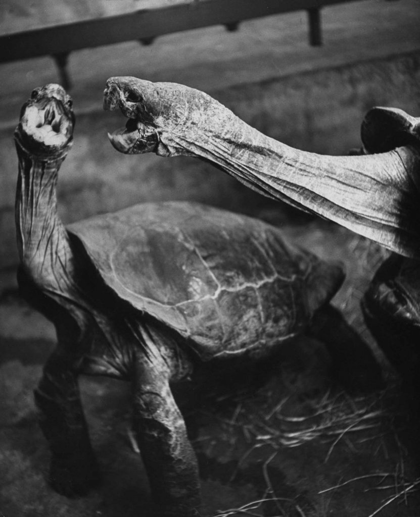 Caption that accompanied this picture in the April 1, 1940, issue of LIFE: "Fighting turtles open their bills wide, lunge and dodge for minutes at a time. They do not snap their jaws until they clamp them tight in the final grip on other's head."