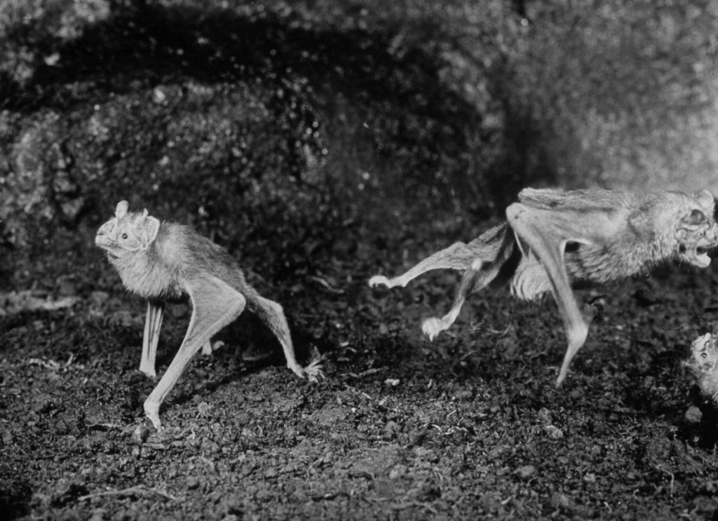 Caption that accompanied this picture in the March 29, 1968, issue of LIFE: "As agile as frogs, vampire bats in the Cincinnati zoo hop and leap about their cage."