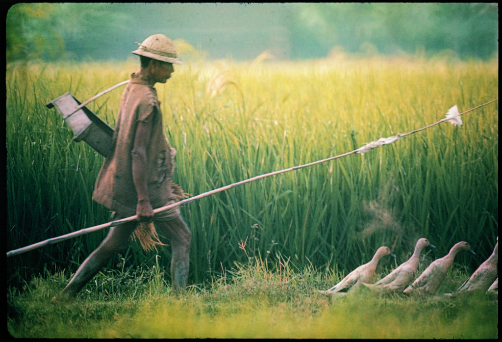 Balinese farmer herding his flock of ducks through a field. (Photo by Co Rentmeester/The LIFE Picture Collection © Meredith Corporation)