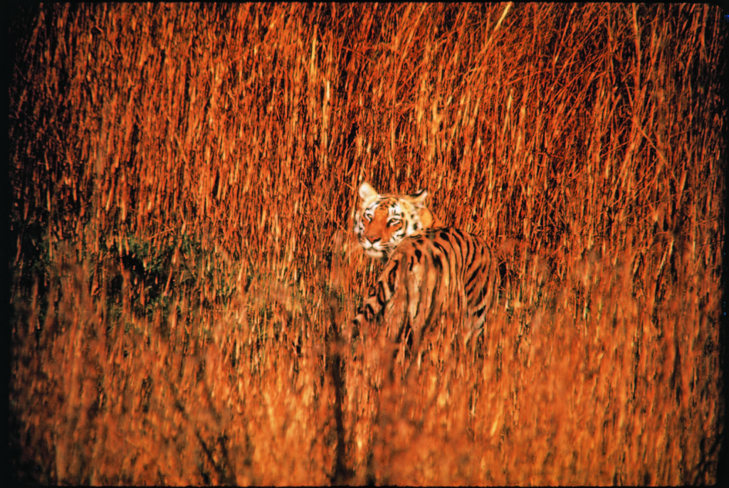 A tiger setting out at dusk for night of hunting in Kanha National Park, Central India(Photo by Stan Wayman/The LIFE Picture Collection © Meredith Corporation)